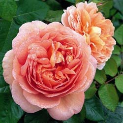 Rosa Abraham Darby